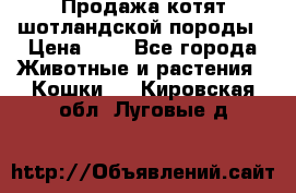 Продажа котят шотландской породы › Цена ­ - - Все города Животные и растения » Кошки   . Кировская обл.,Луговые д.